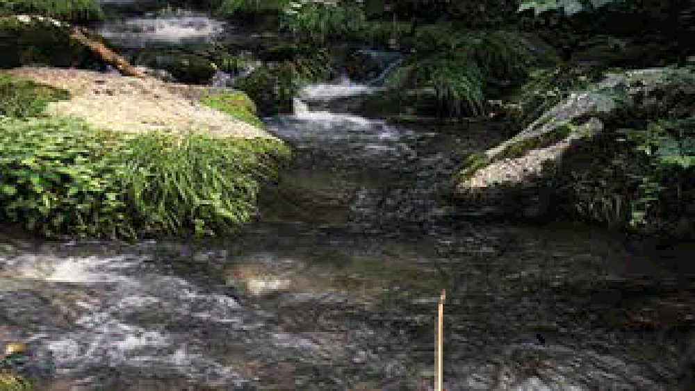 フィッシュアイズ