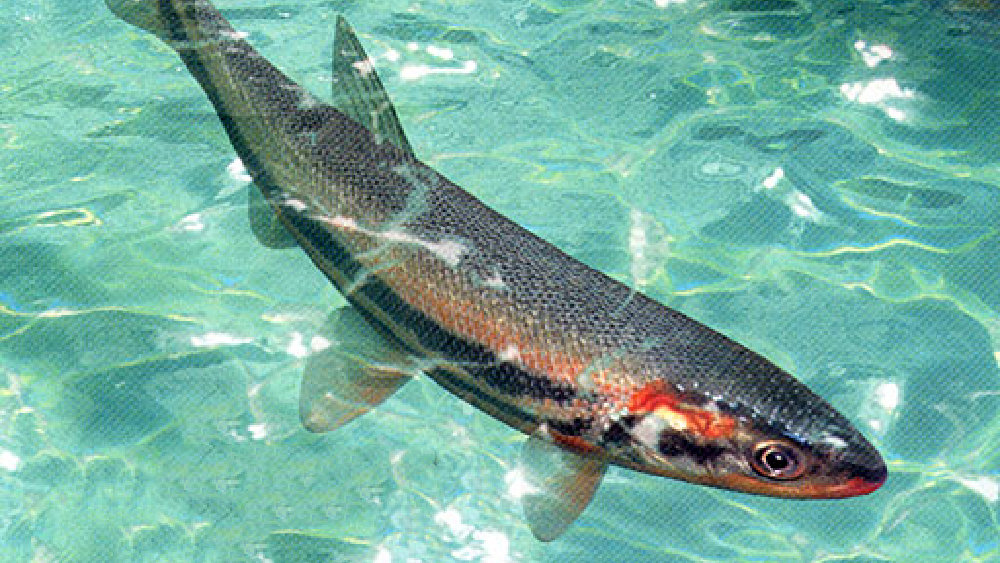 シリーズの概要