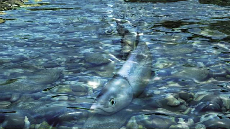 【フィッシュアイズシリーズ】自然と癒しを描いた釣りゲーム